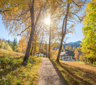 Bild-Nr: 12735942 Herbstliche Birkenallee Erstellt von: SusaZoom