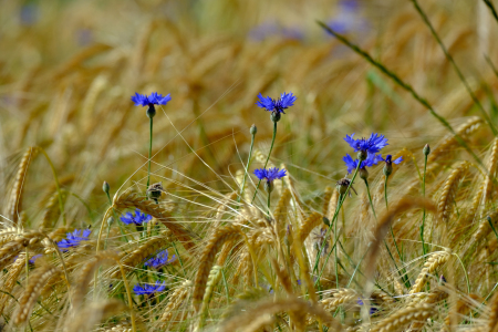 Bild-Nr: 12736020 Kornblume  Erstellt von: Gerhard Albicker