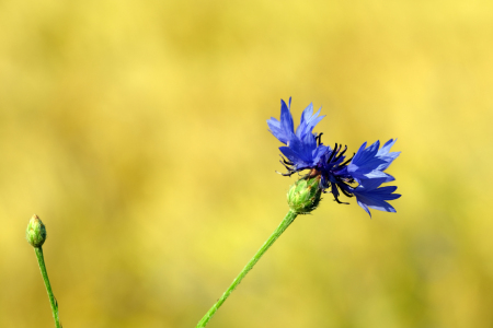 Bild-Nr: 12736022 Kornblume Erstellt von: Gerhard Albicker