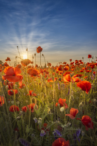 Bild-Nr: 12736233 Wunderschöner Sonnenuntergang in einem Mohnfeld Erstellt von: Melanie Viola