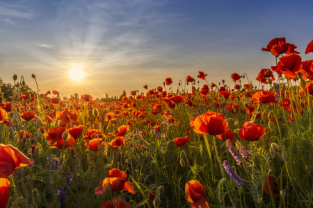 Bild-Nr: 12736234 Sonnenuntergang mit herrlichen Mohnblumen Erstellt von: Melanie Viola