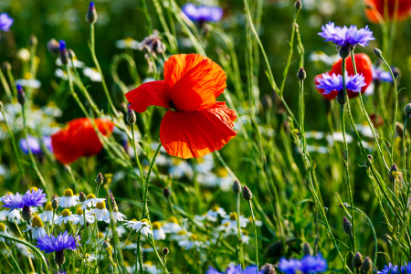 Bild-Nr: 12736341 Leuchtende Feldblumen Erstellt von: Ursula Reins