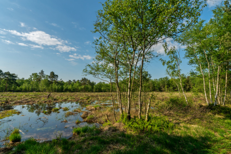 Bild-Nr: 12736445 Frühlingsstimmung im Venner Moor Erstellt von: volker heide