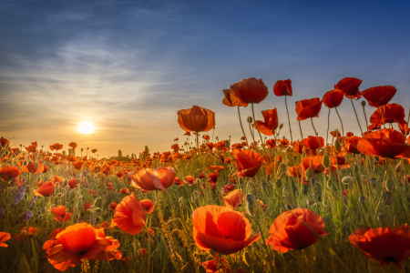 Bild-Nr: 12736522 Mohn im Sonnenuntergang Erstellt von: Melanie Viola