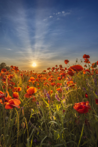 Bild-Nr: 12736523 Herrlicher Sonnenuntergang in einem Mohnfeld Erstellt von: Melanie Viola