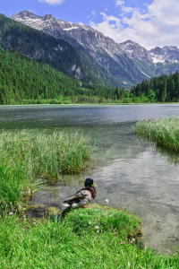 Bild-Nr: 12736590 Die Ente am Bergsee Erstellt von: falconer59