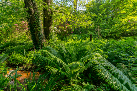 Bild-Nr: 12737193 Adlerfarn am roten Bach im Rombergpark Erstellt von: volker heide