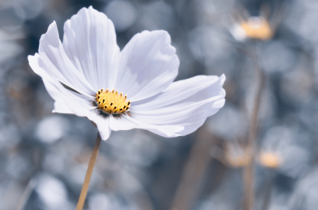 Bild-Nr: 12737691 Cosmea Erstellt von: Atteloi