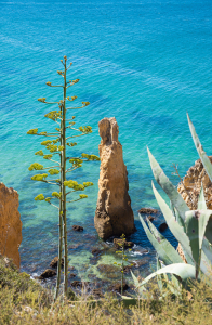 Bild-Nr: 12737744 Agavenblüte und Felsnadel am Meer Erstellt von: SusaZoom