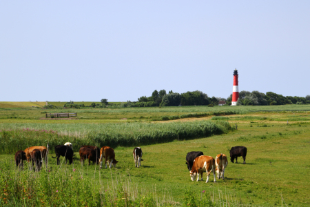 Bild-Nr: 12737823 Pellworm Erstellt von: Gerhard Albicker