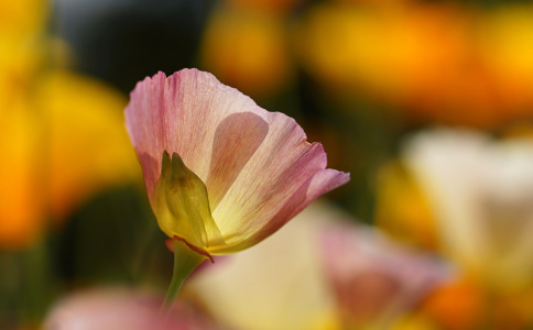 Bild-Nr: 12738380 Goldene Zeiten Erstellt von: youhaveadream
