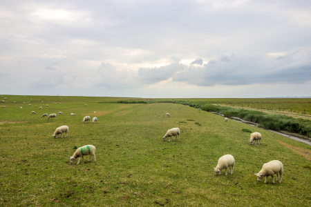 Bild-Nr: 12738475 Schafe in Hilgenriedersiel Erstellt von: yammay