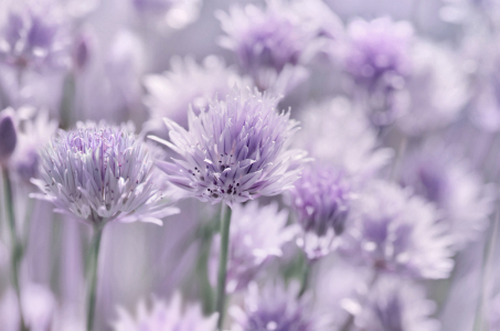 Bild-Nr: 12738554 Allium Erstellt von: Atteloi