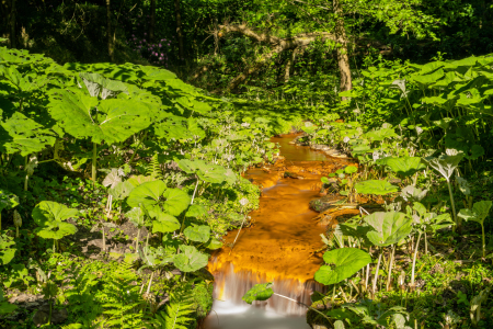 Bild-Nr: 12738594 Der rote Bach im Rombergpark in Dortmund Erstellt von: volker heide