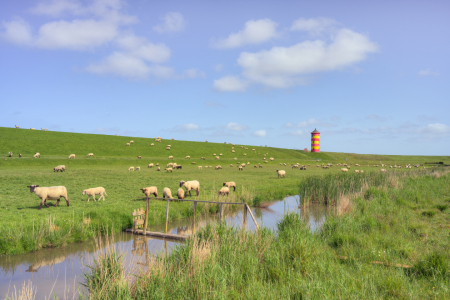 Bild-Nr: 12738809 Schafherde beim Pilsumer Leuchtturm Ostfriesland Erstellt von: Michael Valjak
