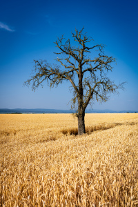 Bild-Nr: 12738919 toter Baum im Weizenfeld 25 Erstellt von: Erhard Hess