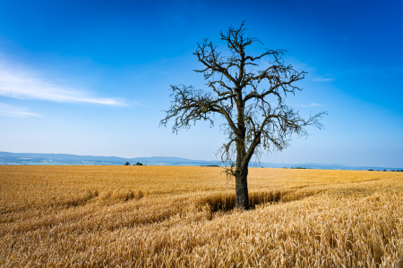 Bild-Nr: 12739029 toter Baum im Weizenfeld 93 Erstellt von: Erhard Hess