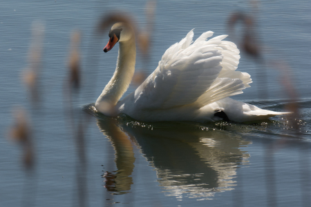 Bild-Nr: 12739229 Schwan am Morgen Erstellt von: Holgerle