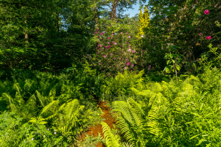 Bild-Nr: 12739303 früher Morgen am roten Bach im Rombergpark Erstellt von: volker heide