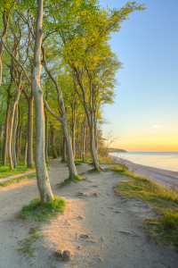 Bild-Nr: 12739560 Küstenwald an der Ostsee bei Warnemünde Erstellt von: Michael Valjak