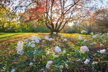 Bild-Nr: 12739585 Kirschbaum und Rosenbeet im Herbst Erstellt von: SusaZoom