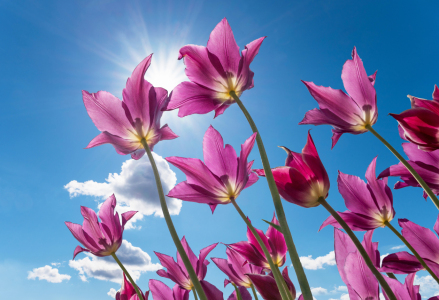 Bild-Nr: 12739586 Lila Tulpen Erstellt von: SusaZoom