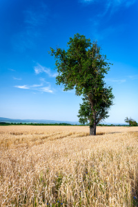 Bild-Nr: 12739592 Baum im Weizenfeld 300 Erstellt von: Erhard Hess