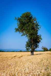 Bild-Nr: 12739593 Baum im Weizenfeld 04 Erstellt von: Erhard Hess