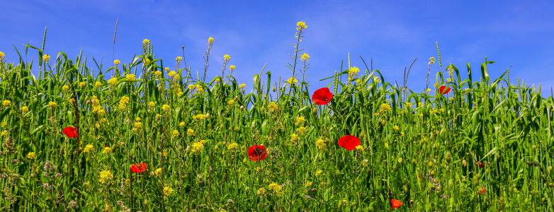 Bild-Nr: 12739668 Sommer Erstellt von: Amazone54