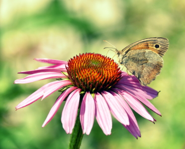 Bild-Nr: 12740277 Sommer Erstellt von: GUGIGEI