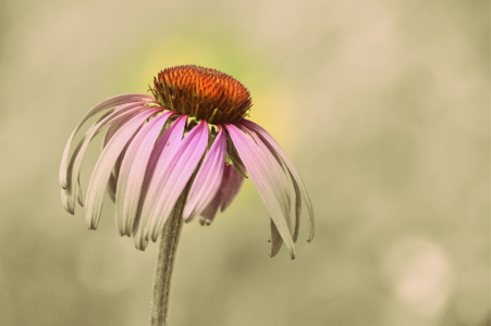 Bild-Nr: 12740284 Echinacea Erstellt von: GUGIGEI