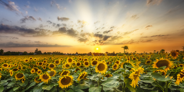 Bild-Nr: 12740396 Sonnenblumenfeld im Sonnenuntergang - Panorama Erstellt von: Melanie Viola