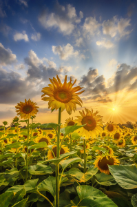 Bild-Nr: 12740397 Sonnenblumen im Sonnenuntergang Erstellt von: Melanie Viola