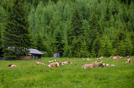 Bild-Nr: 12740406 Kühe auf der Alm Erstellt von: wompus