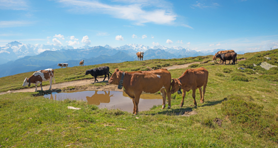 Bild-Nr: 12740538 Herde am Niederhorn Schweizer Alpenlandschaft Erstellt von: SusaZoom