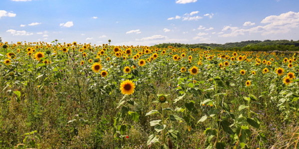 Bild-Nr: 12740609 Sonnenblumenfeld Erstellt von: Amazone54
