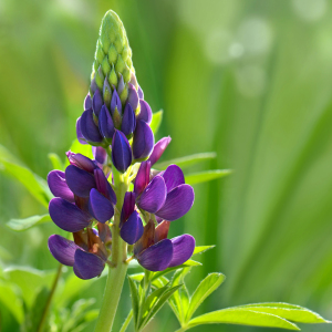 Bild-Nr: 12740651 Lupine Erstellt von: Atteloi