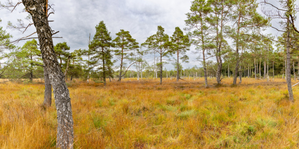 Bild-Nr: 12741339 Besenheide Erstellt von: Walter G. Allgöwer