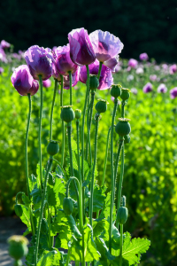 Bild-Nr: 12741366 Schlafmohn Erstellt von: Bettina Schnittert
