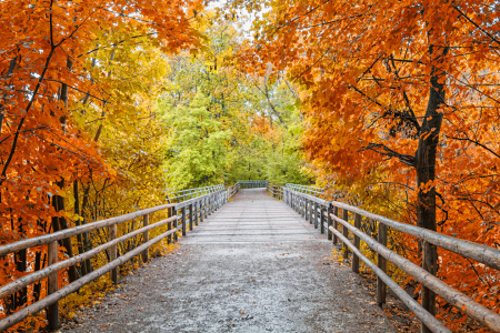 Bild-Nr: 12741674 Brücke im Herbstwald Erstellt von: SusaZoom