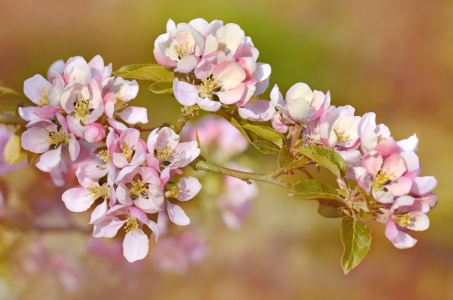 Bild-Nr: 12741702 Frühlingsblüten Erstellt von: Atteloi