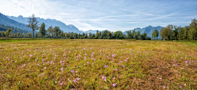 Bild-Nr: 12741708 Herbstzeitlosen im Murnauer Moos Erstellt von: SusaZoom