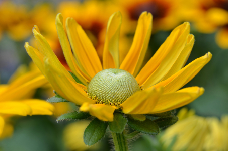 Bild-Nr: 12741994 Rudbeckia Erstellt von: Atteloi