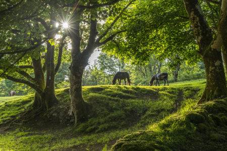 Bild-Nr: 12742499 Pferde im Dartmoor Erstellt von: reisefoto