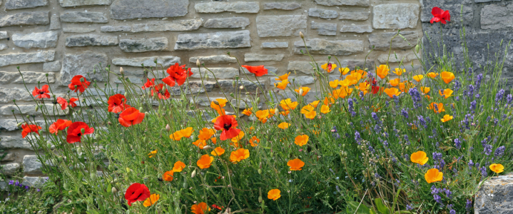 Bild-Nr: 12742751 Mohnblumen vor der Steinmauer Erstellt von: SusaZoom