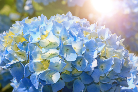 Bild-Nr: 12742983 Blaue Hortensienblüten Erstellt von: SusaZoom