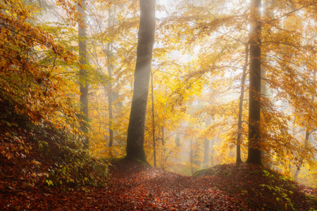 Bild-Nr: 12743042 Goldener Wald im Nebel Erstellt von: Daniela Beyer