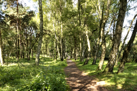 Bild-Nr: 12743173 Sonniger Waldweg Erstellt von: XYRIUS