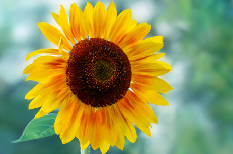Bild-Nr: 12743174 Sonnenblume Erstellt von: Atteloi