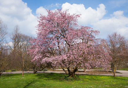 Bild-Nr: 12743751 Blühender Kirschbaum im Park Erstellt von: SusaZoom